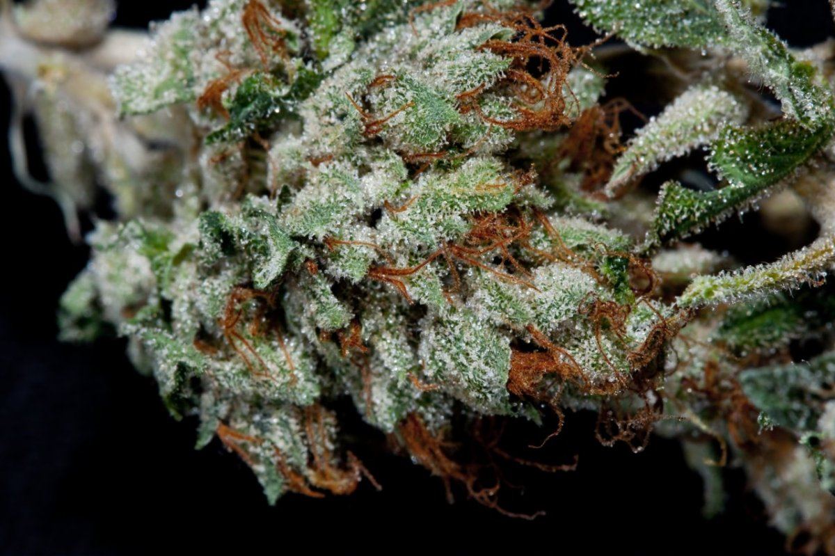 HellsAngelsDrybud