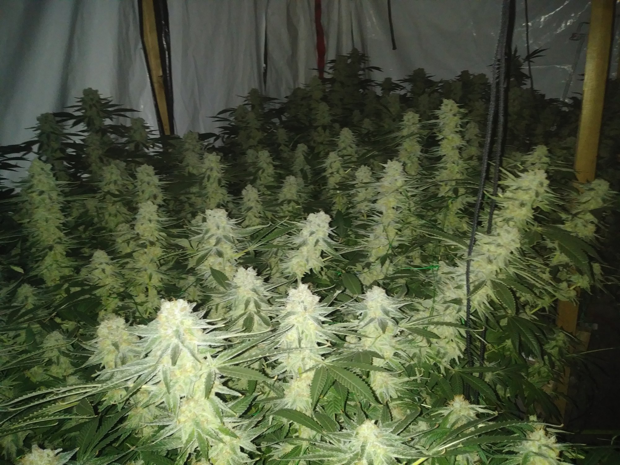 Hellz adventures with coco scrog 2