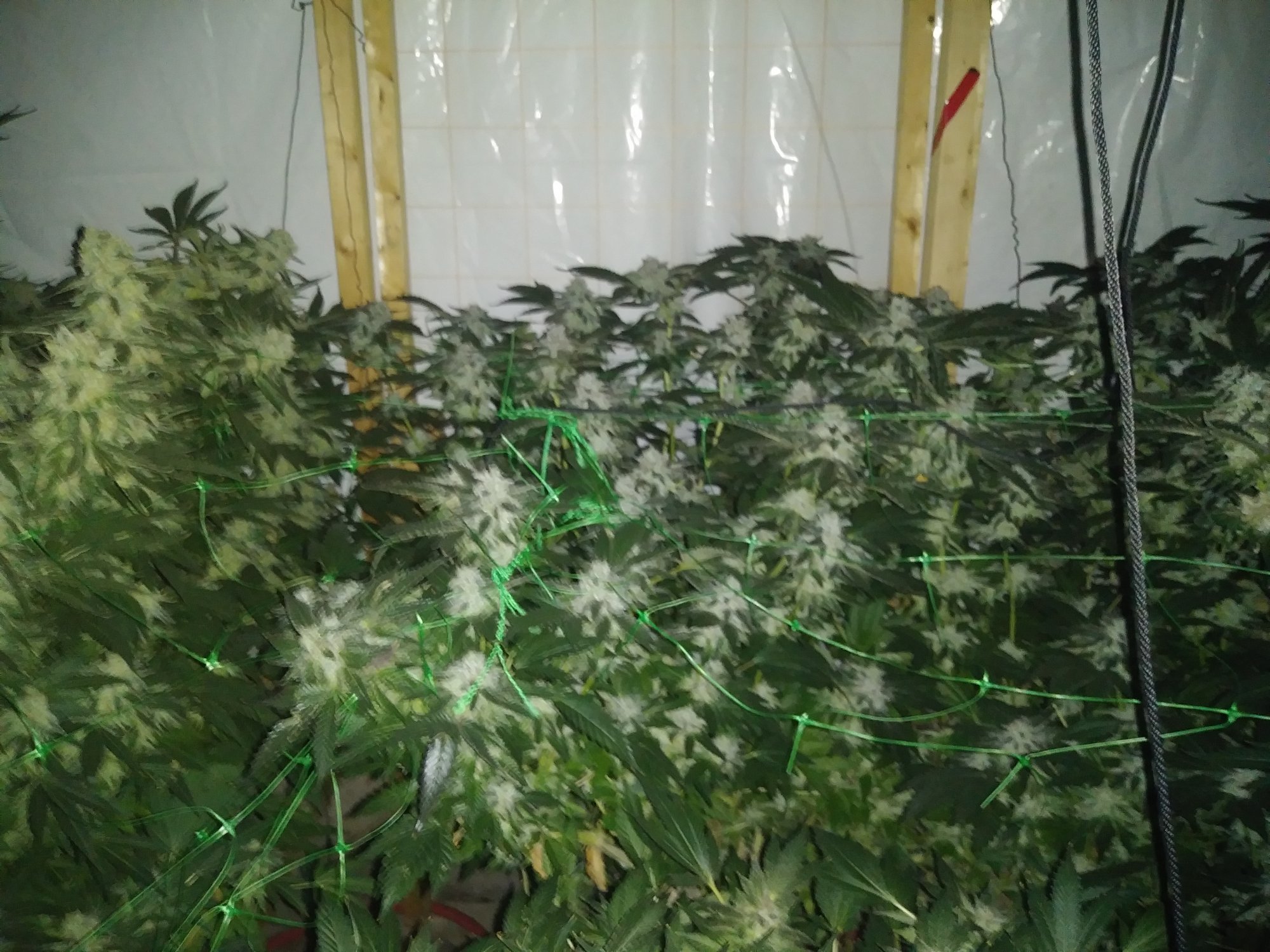 Hellz adventures with coco scrog 3