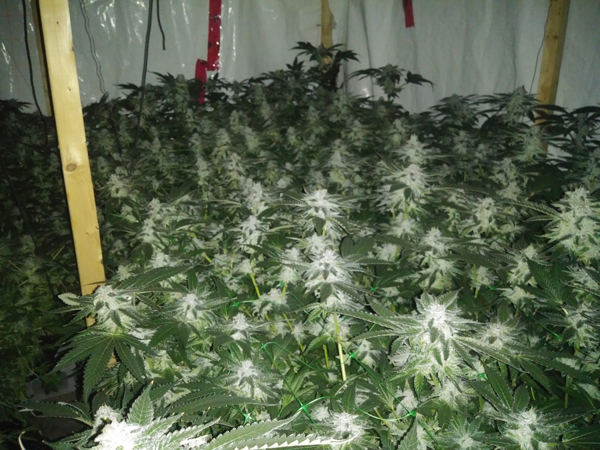 Hellz adventures with coco scrog