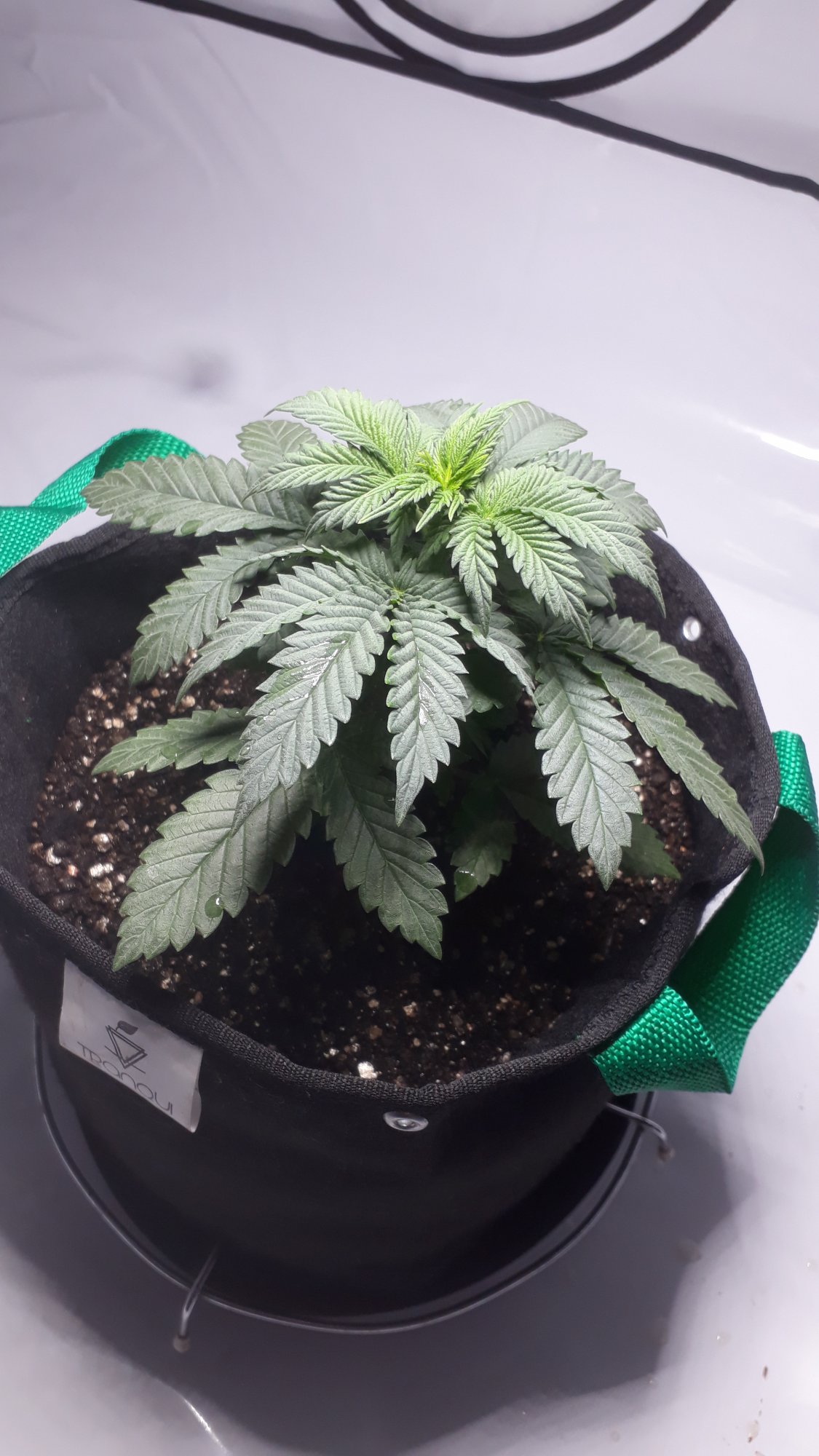 Help 1st time grower 1 month old plant small 2