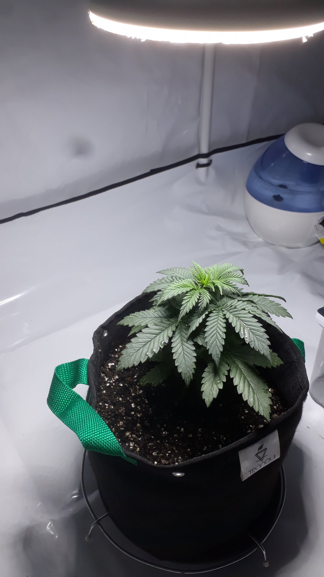 Help 1st time grower 1 month old plant small 3
