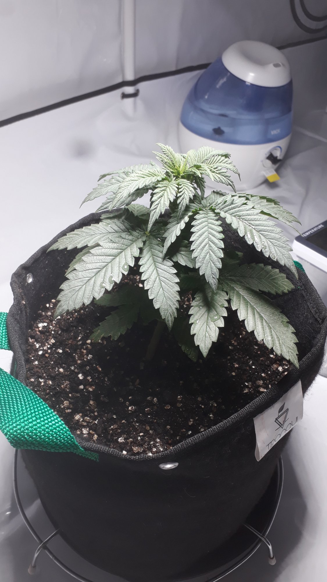 Help 1st time grower 1 month old plant small 4