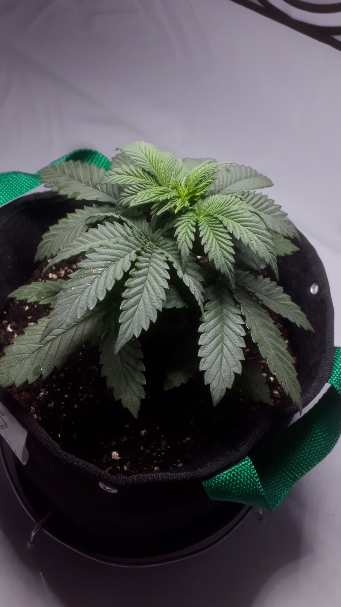Help 1st time grower 1 month old plant small 5