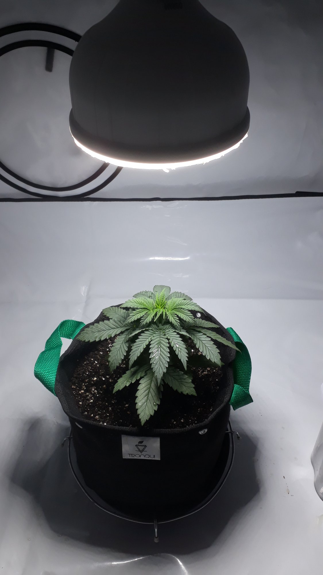 Help 1st time grower 1 month old plant small