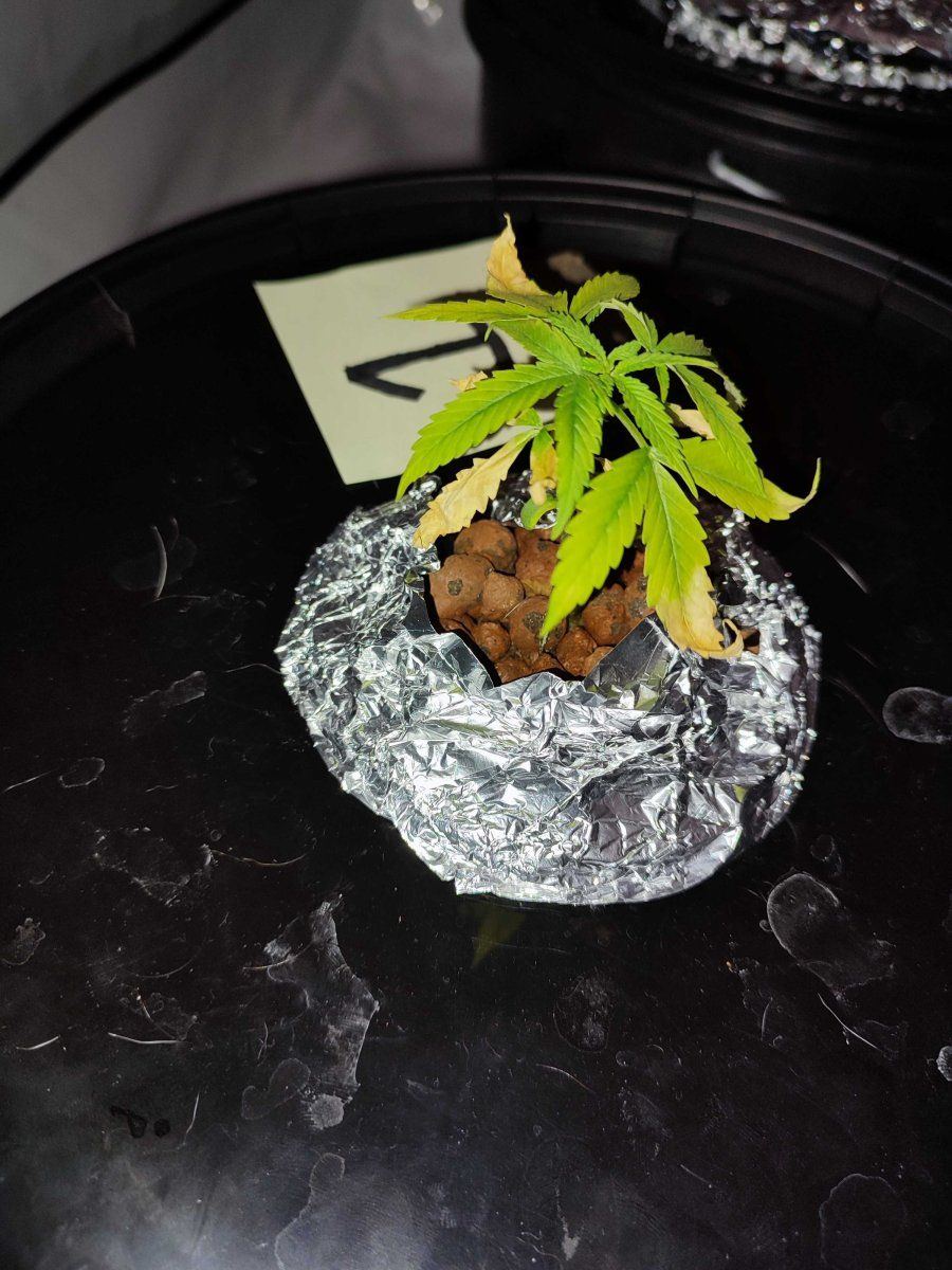 Help   1st time growing in dwc  multiple mixed signals issues 4