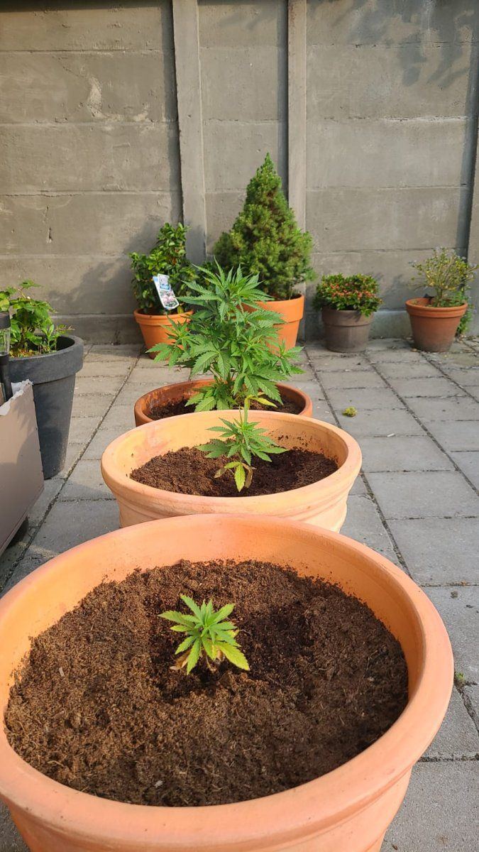 Help 2 plants not growing 3rd seems sick 2