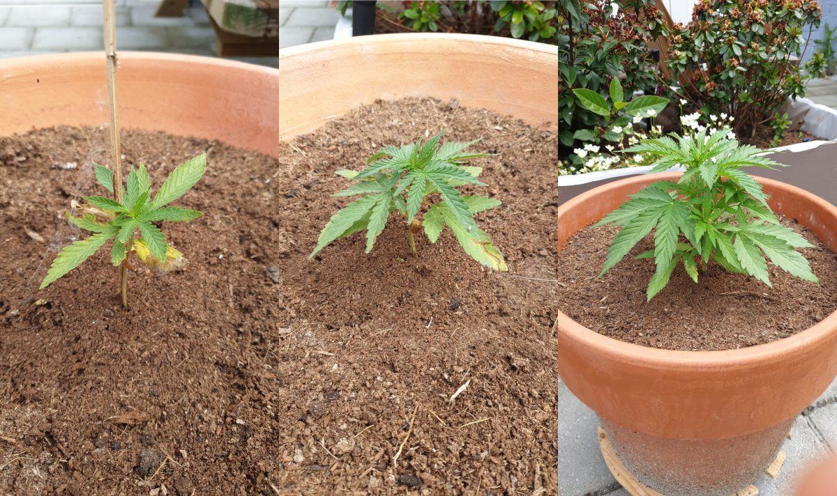 Help 2 plants not growing 3rd seems sick