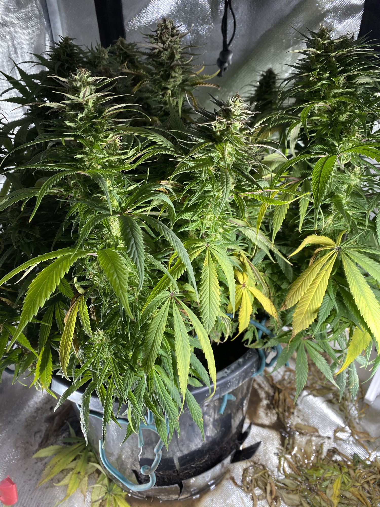 Help 4 weeks into flower and girl is struggling