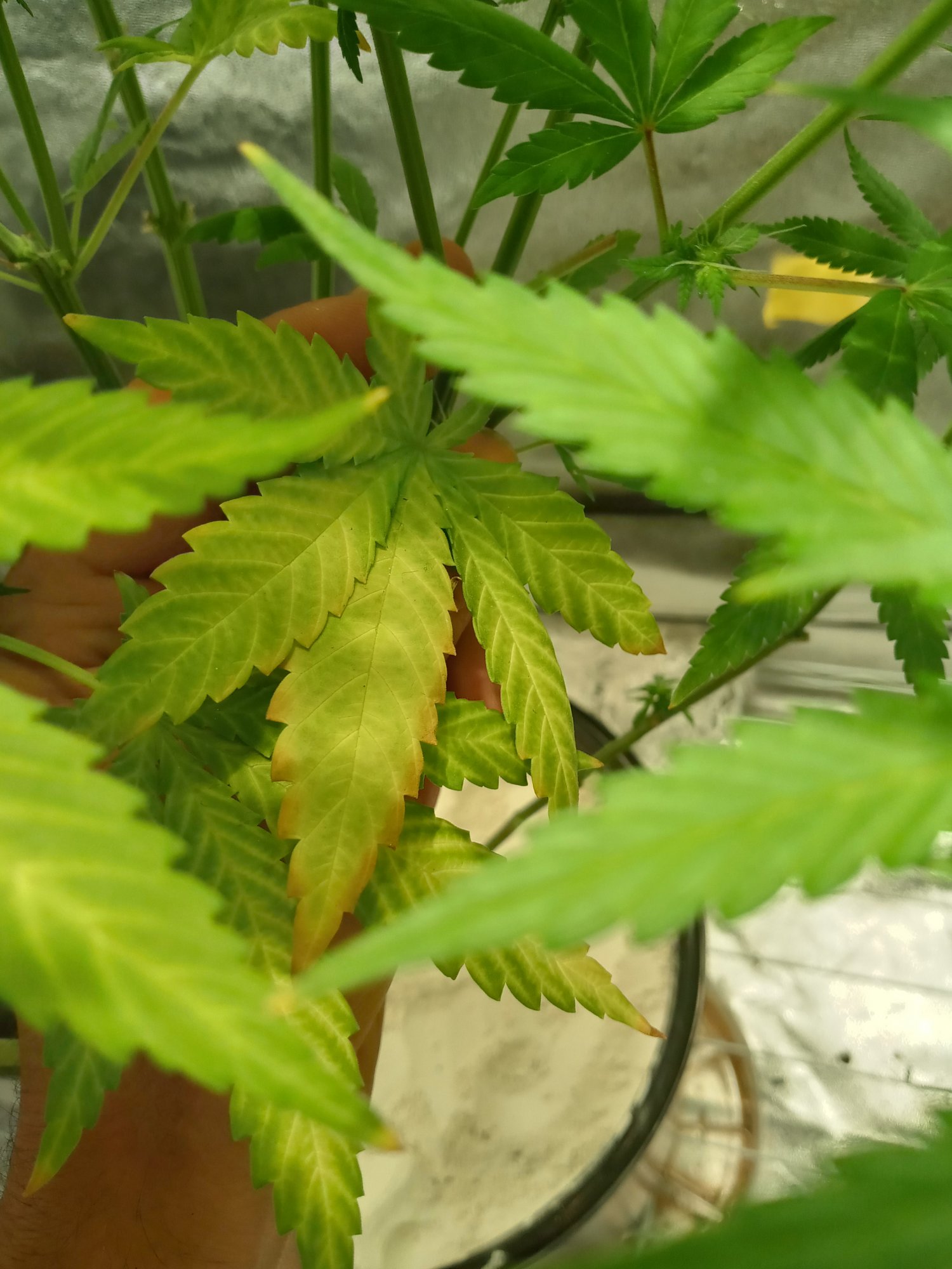 Help 5 weeks into flower and my leaves have turned yellow 4