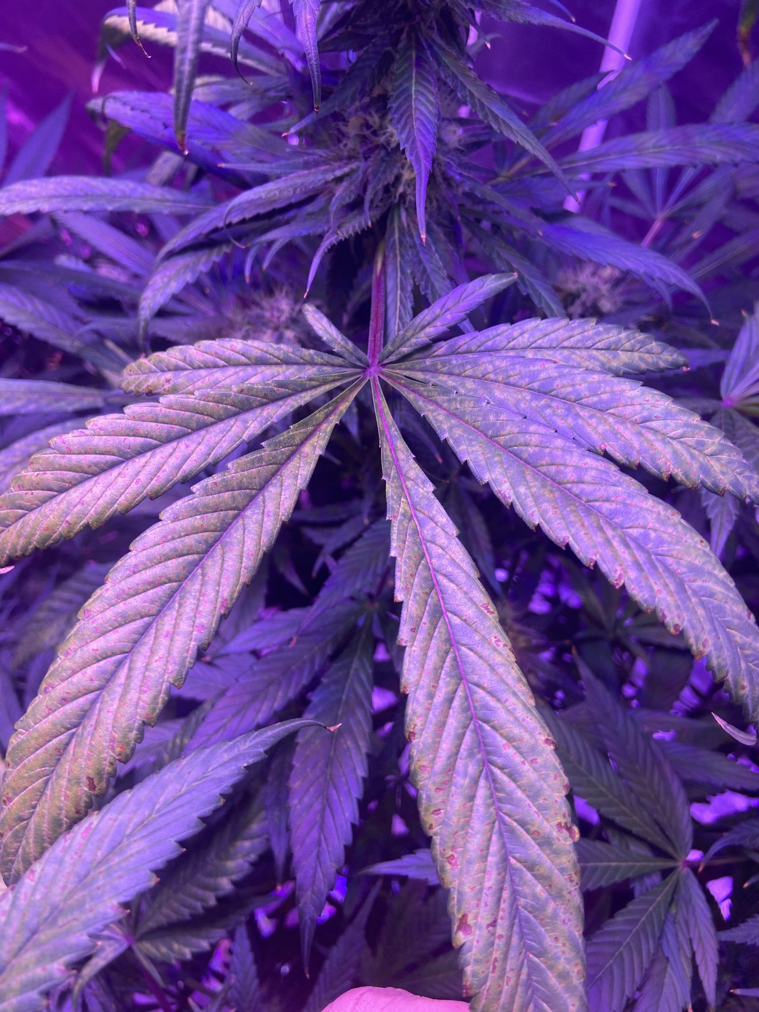 Help a new grower identify the deficiency please 3