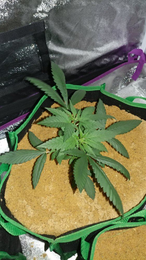 Help a new grower out 4