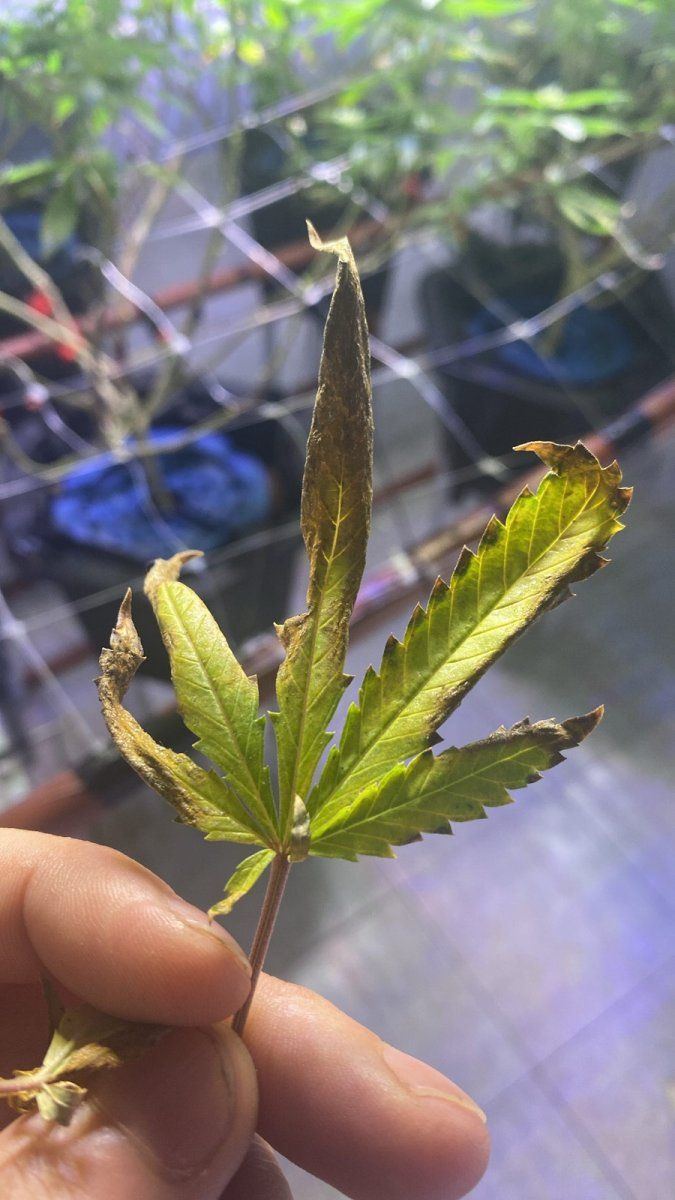 Help a newbie help to diagnose this issue 4