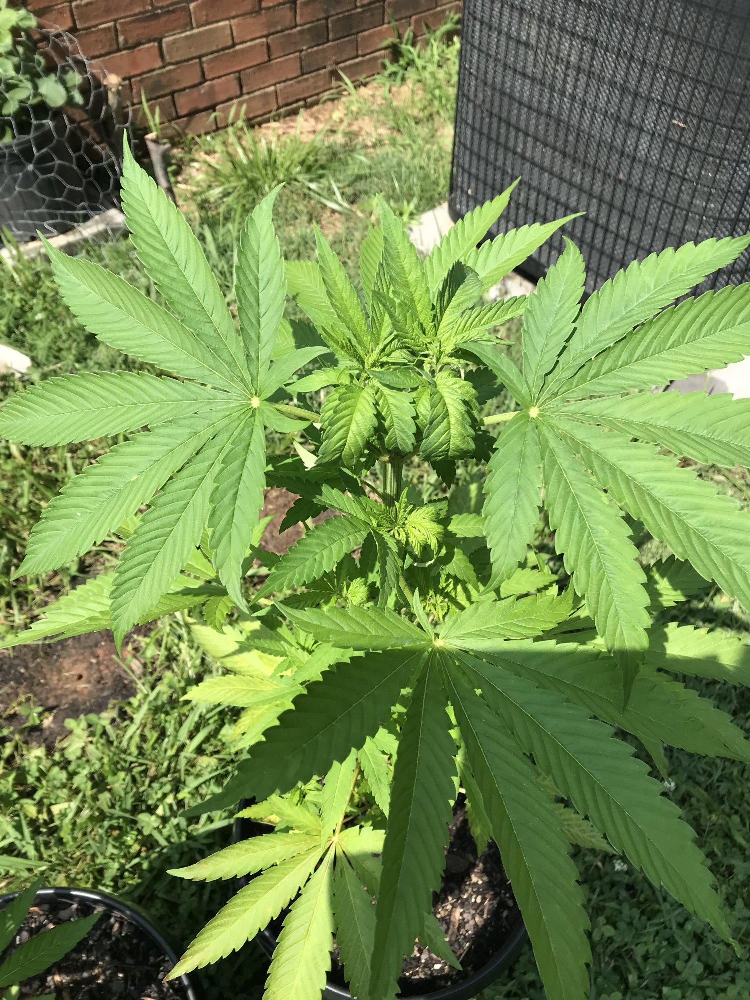 Help a young grower understand 2