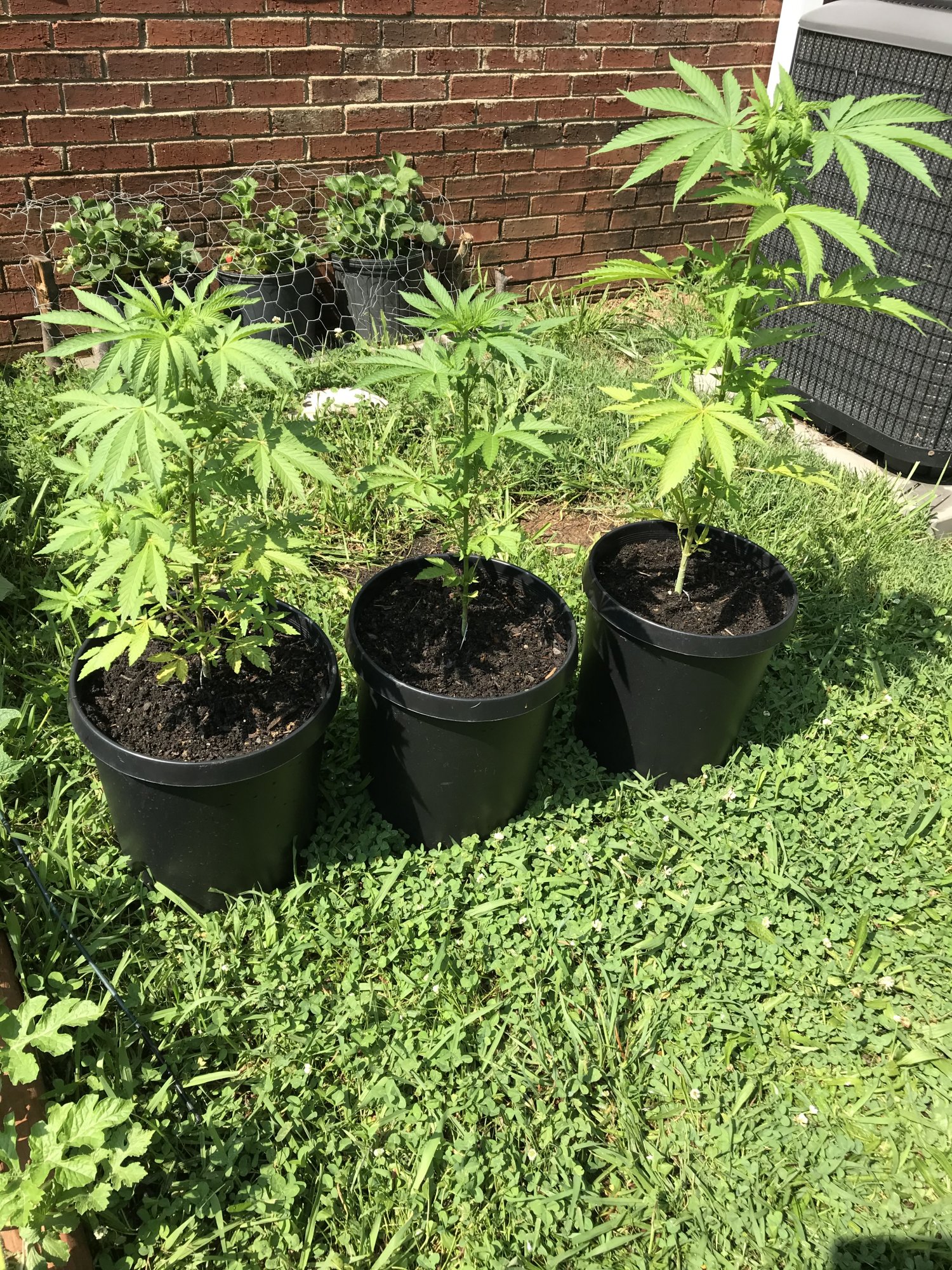 Help a young grower understand 3