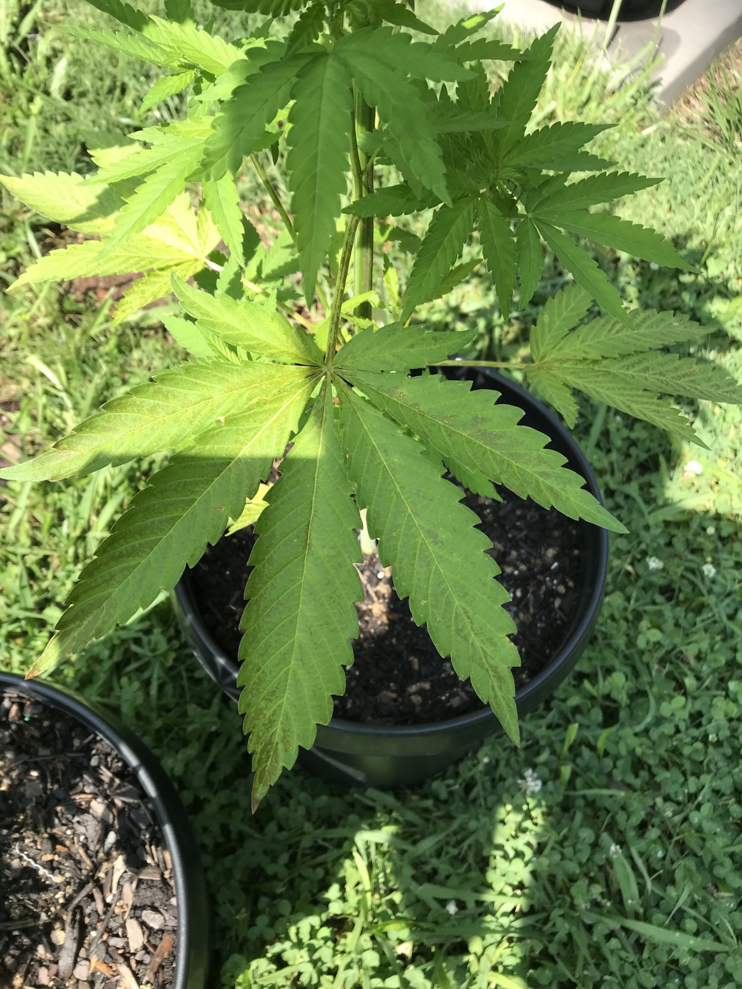 Help a young grower understand
