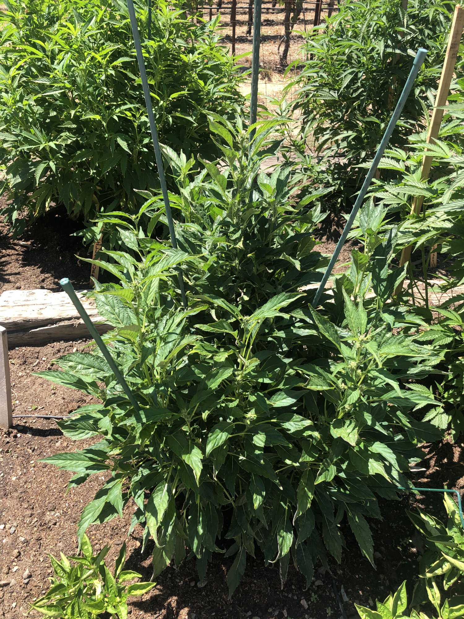 Help amateur grower running into issues 3