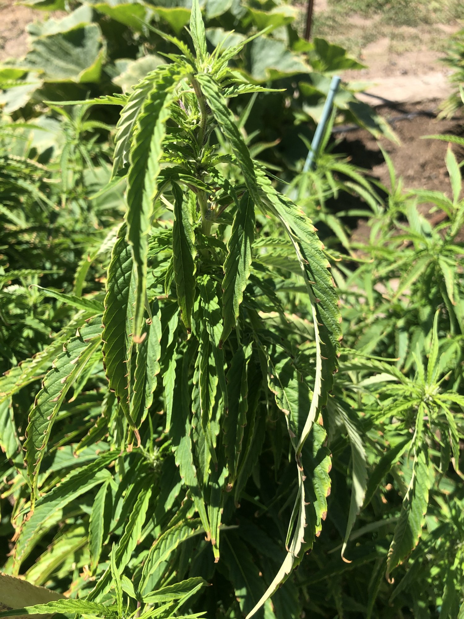 Help amateur grower running into issues 5
