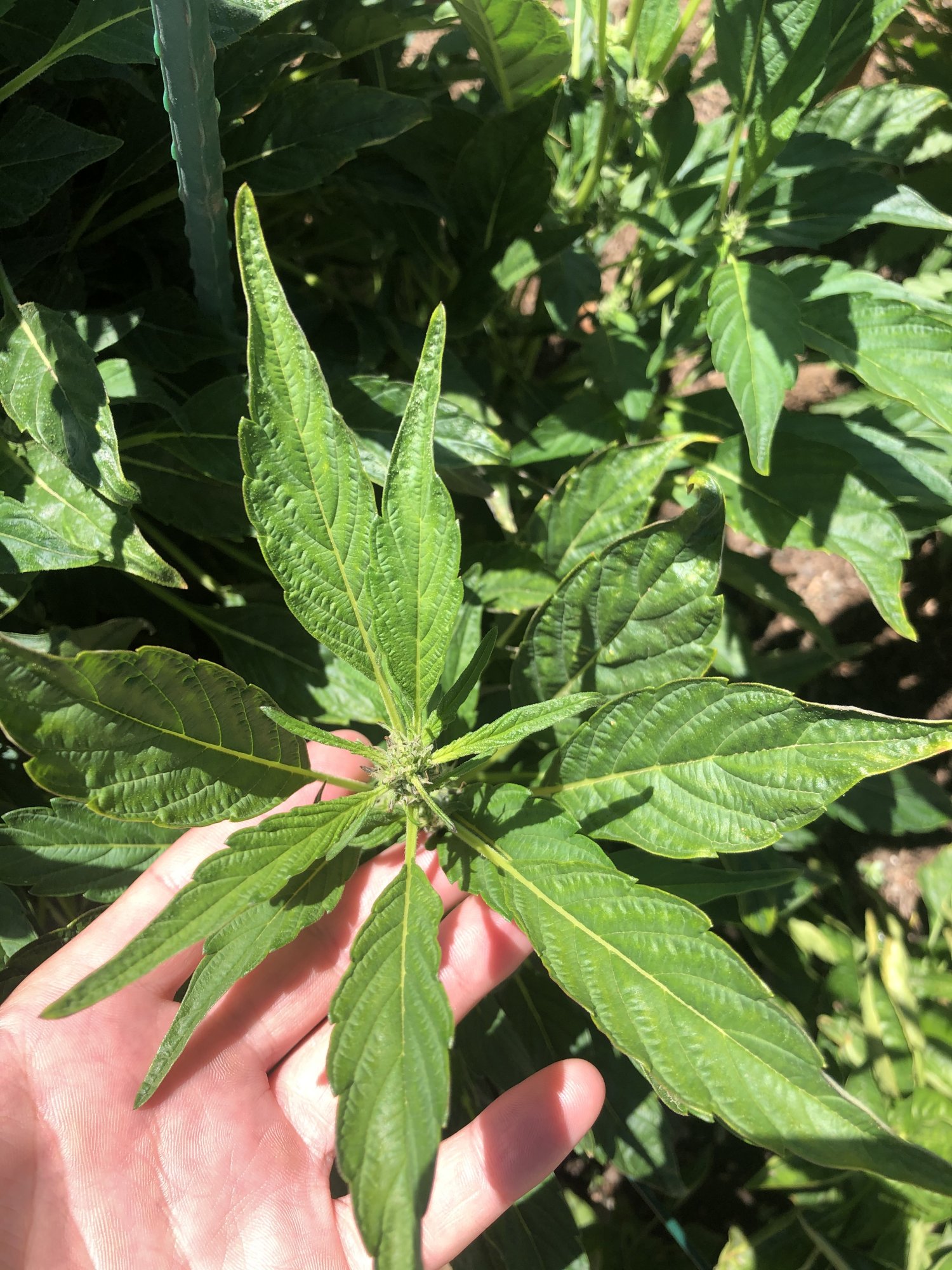 Help amateur grower running into issues