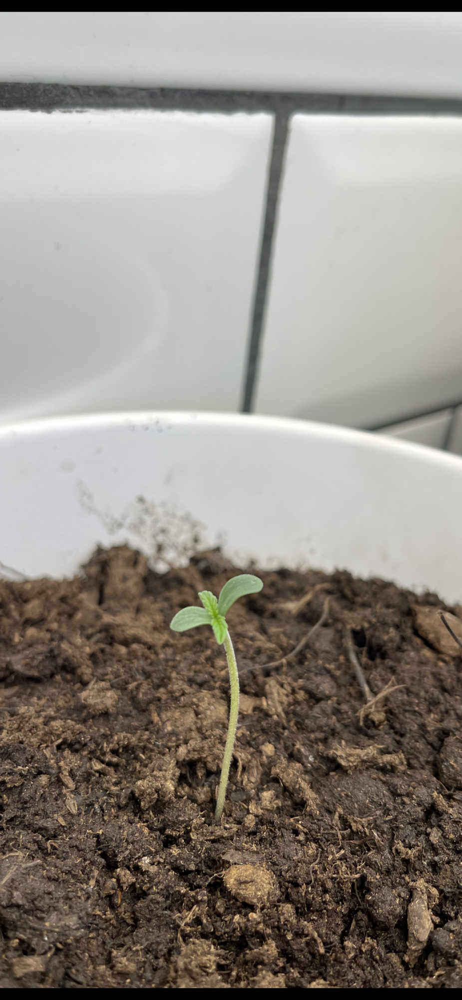 Help and advice for a beginner grower 2