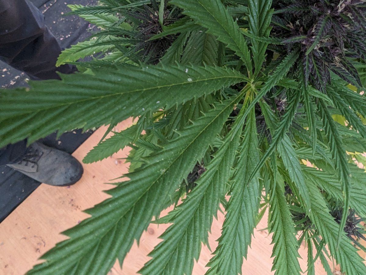 Help aphids and possibly spider mites 5