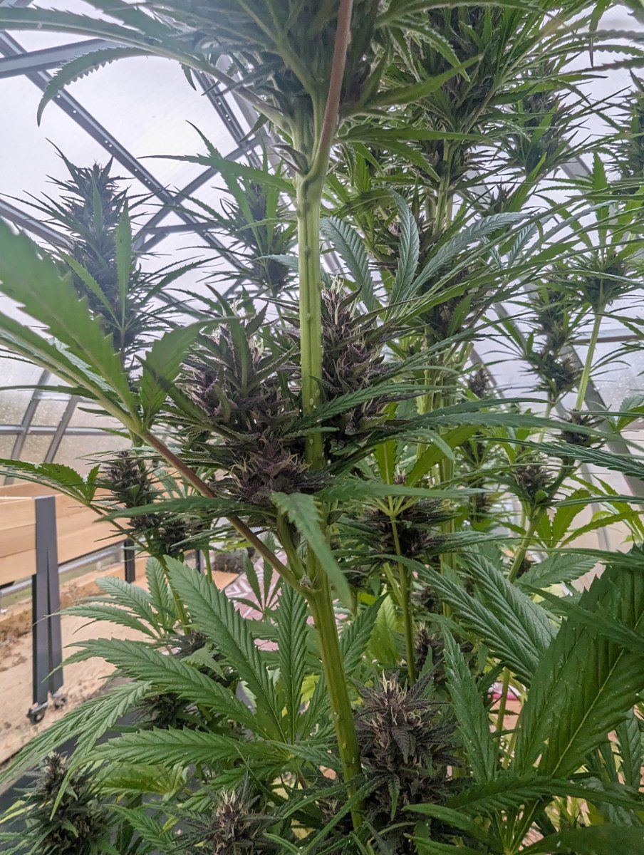 Help aphids and possibly spider mites