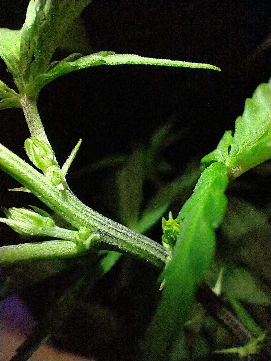 Help are these males 1st time grower 2