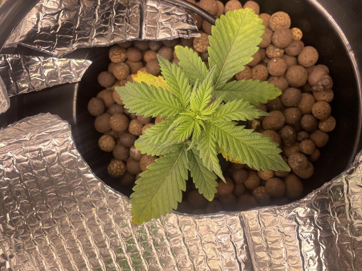 Help bottom  yellow leaves with brown spots 5