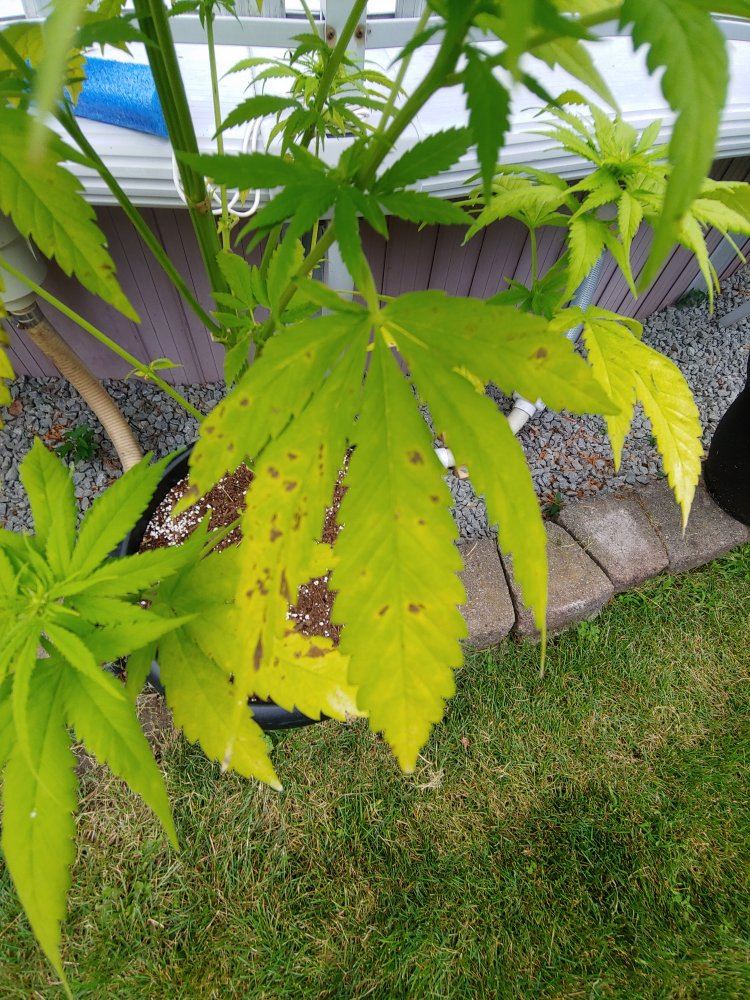 Help brown spots on leaves 3
