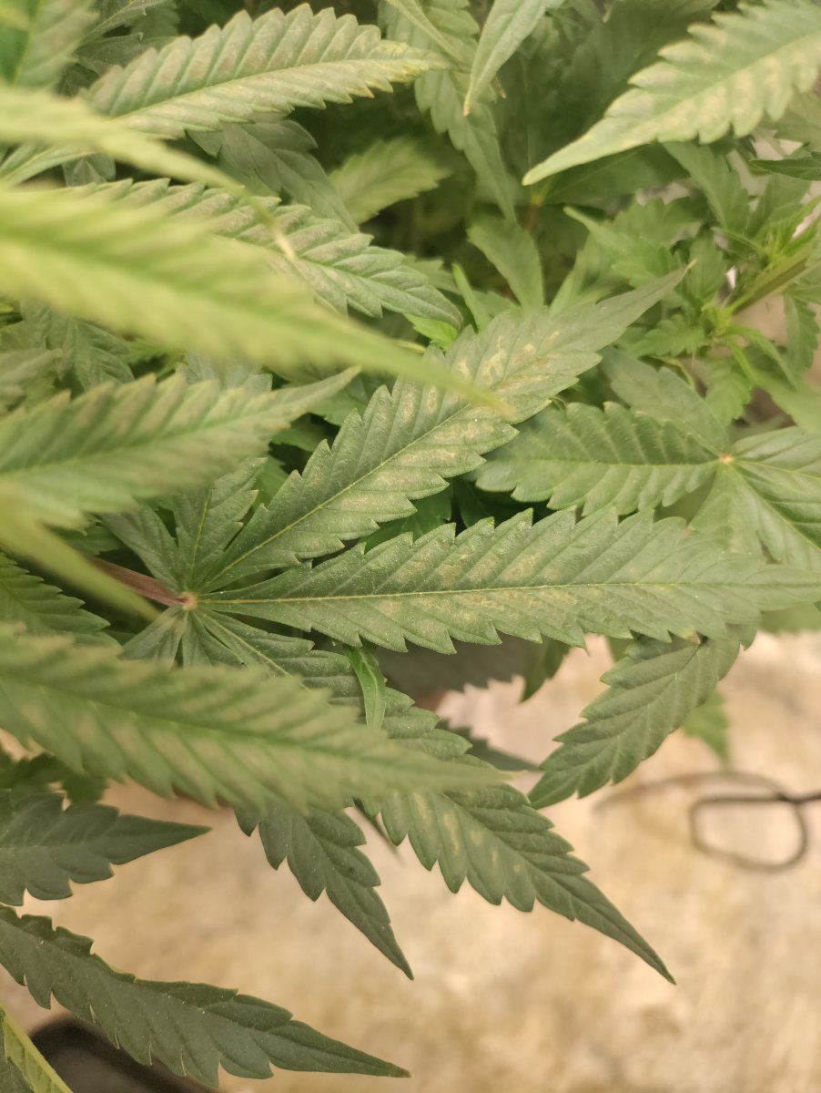 Help brown spots out of no where 3rd week of flower 7