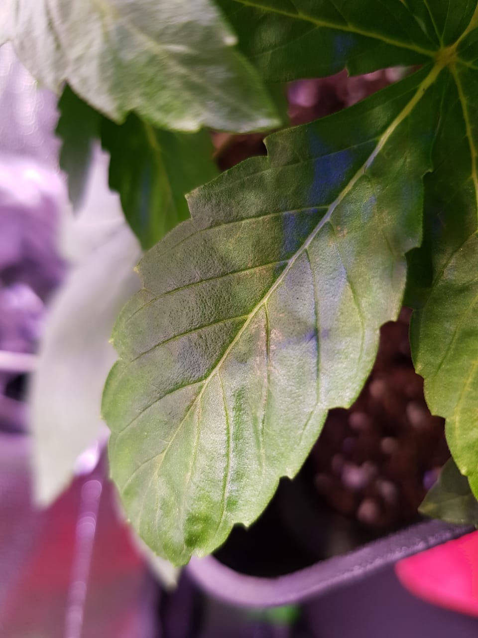 Help brown veins on leaves 4