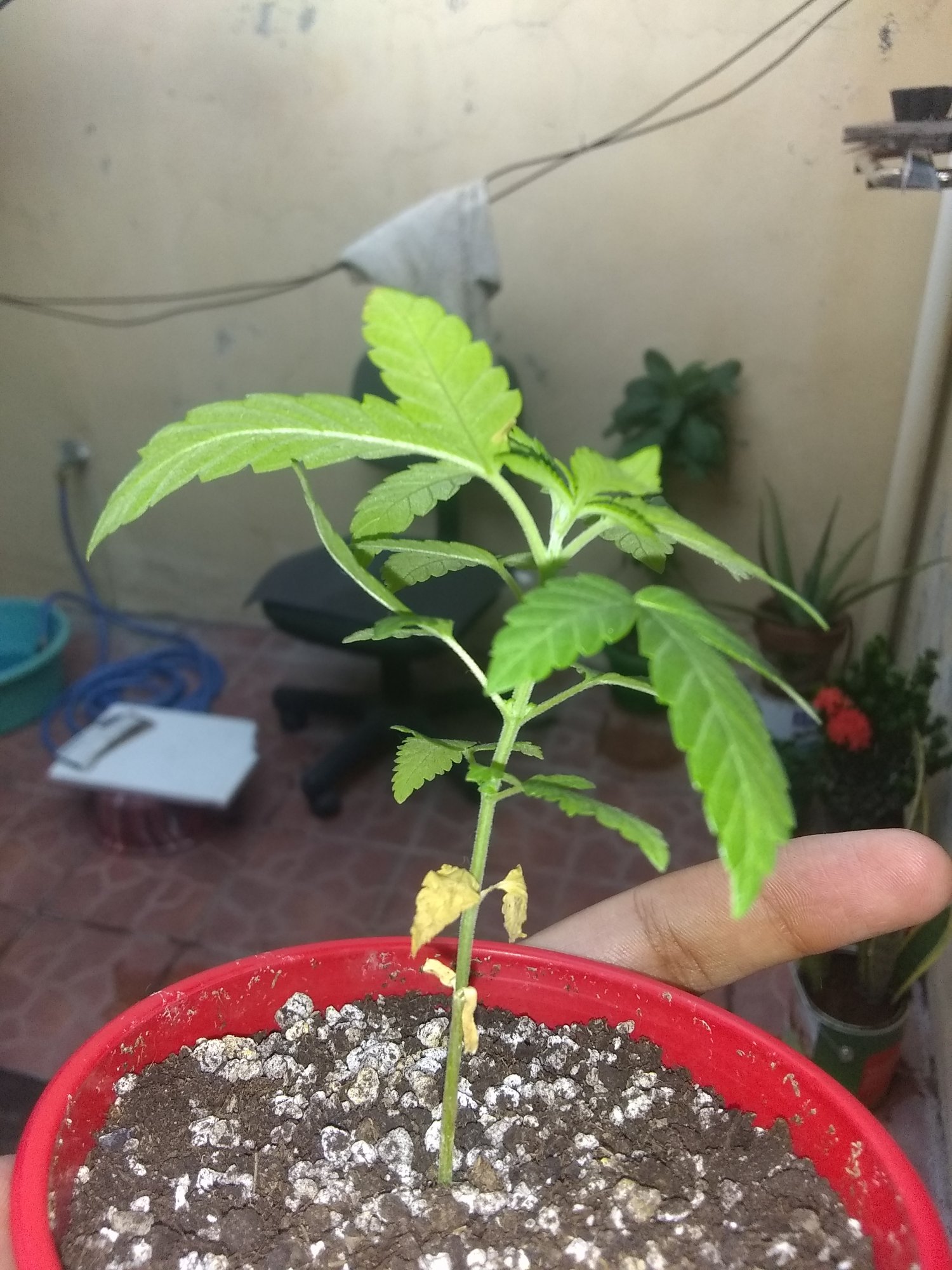 Help cannabis seedling getting brown spots 3