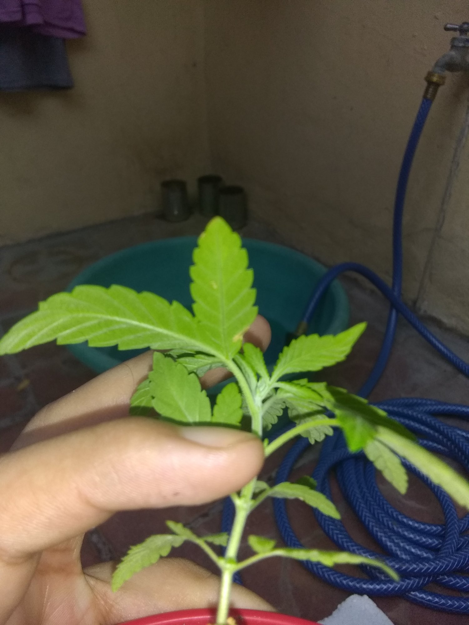 Help cannabis seedling getting brown spots