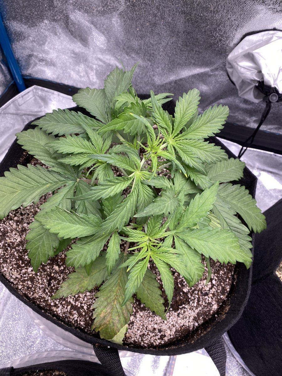 Help day 23 autos deficiency problems 2