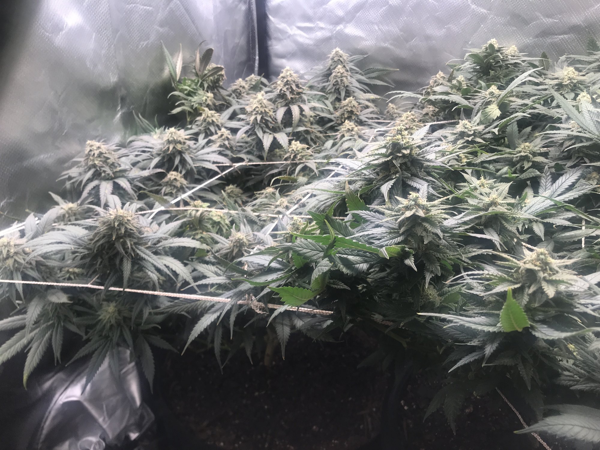 Help day 51 of flower first signs of bud rot do i pull now or take individual colas off
