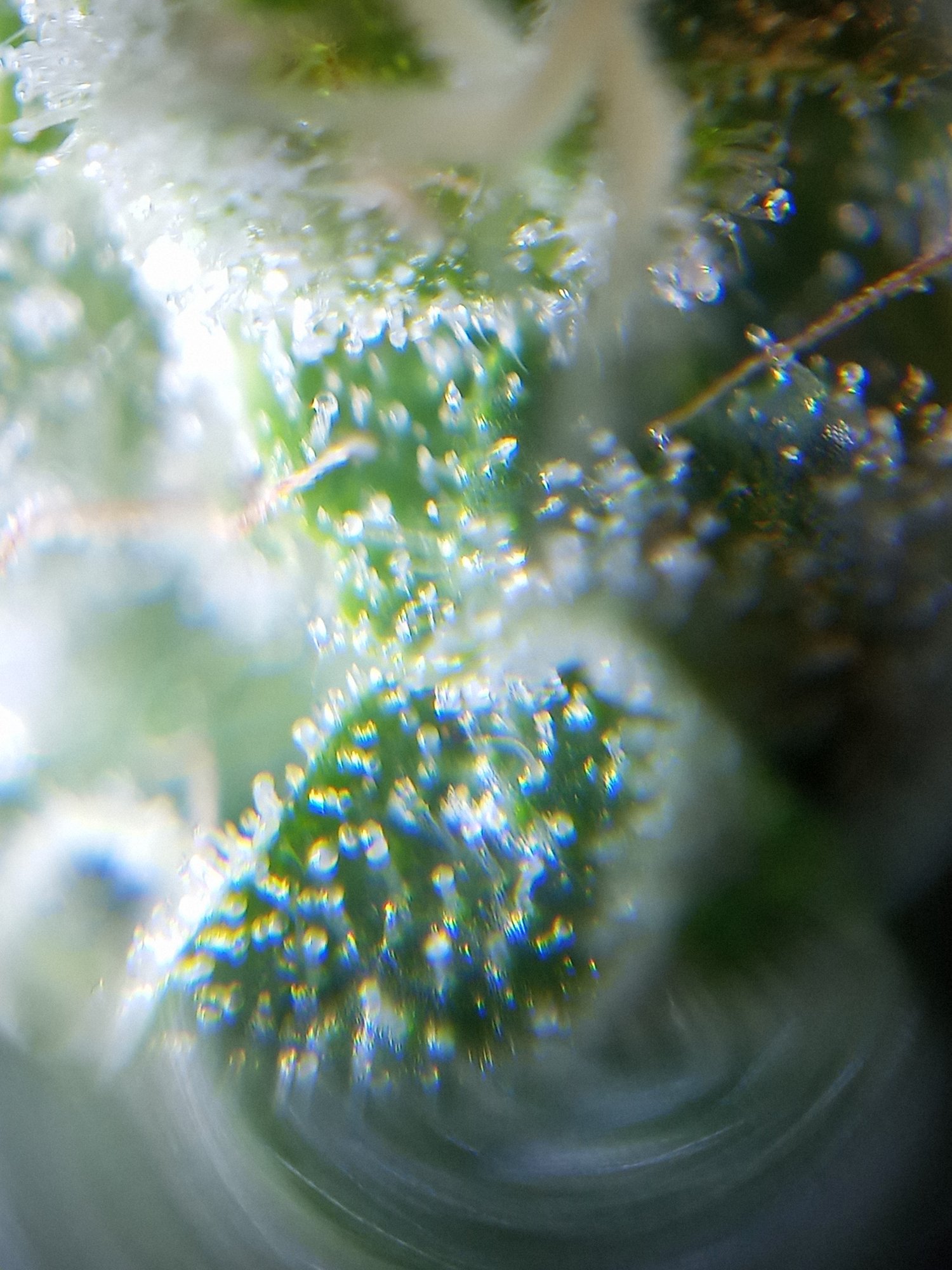 Help deficiency issues on top leaves 3