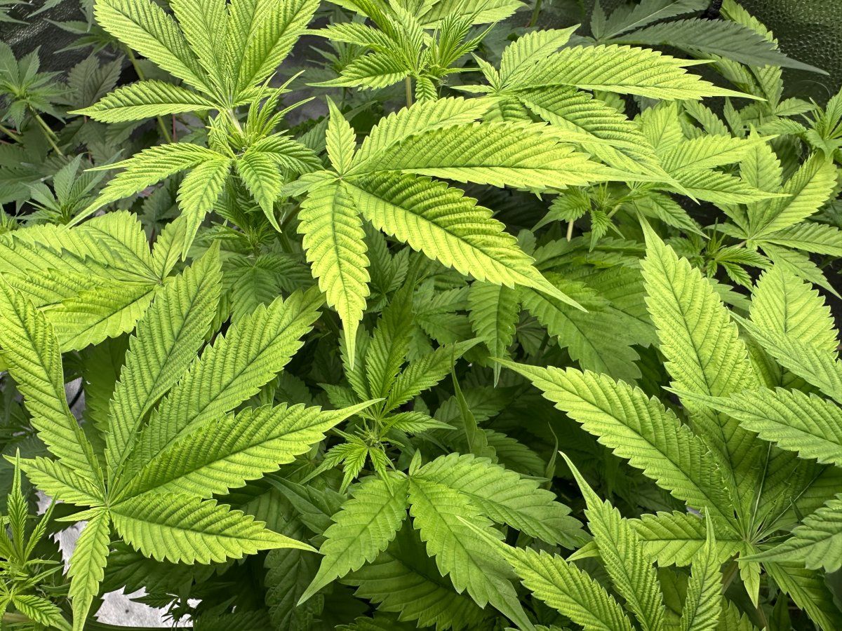 Help diagnose deficiency n or too much light 3