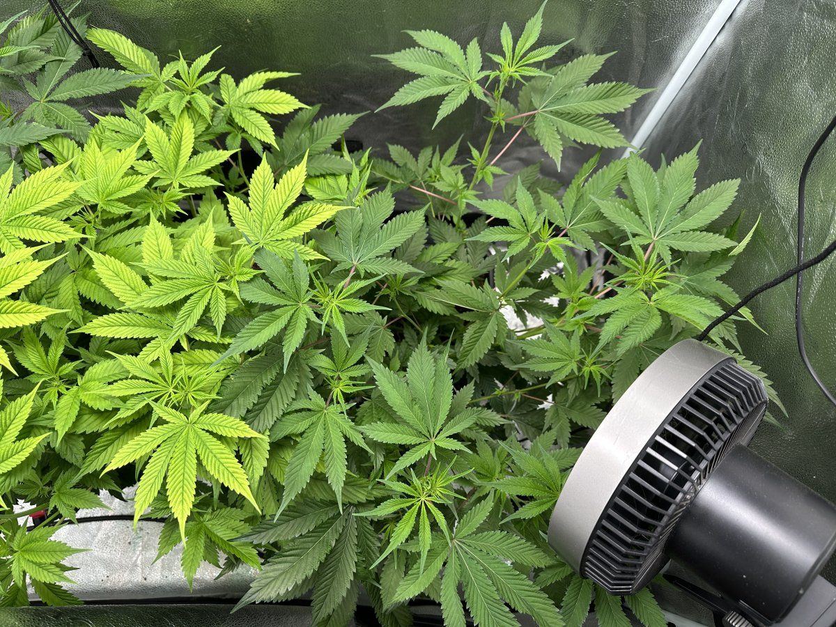 Help diagnose deficiency n or too much light 4