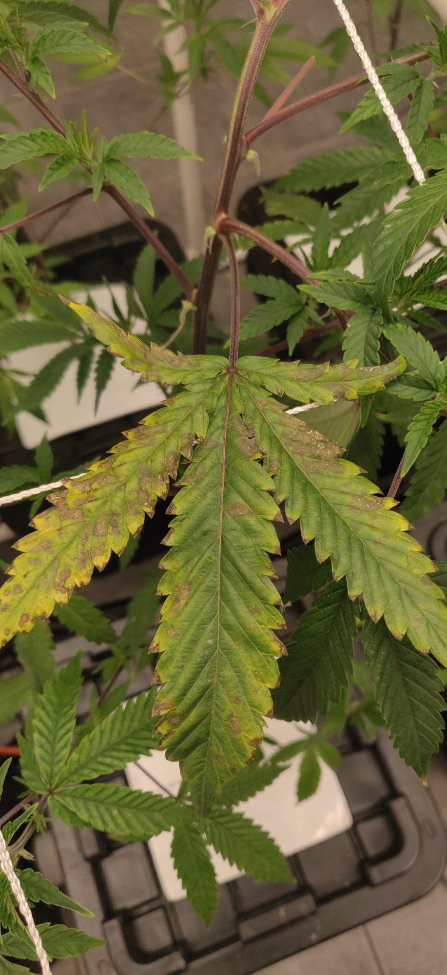 Help diagnose spots on leaves new grower 11