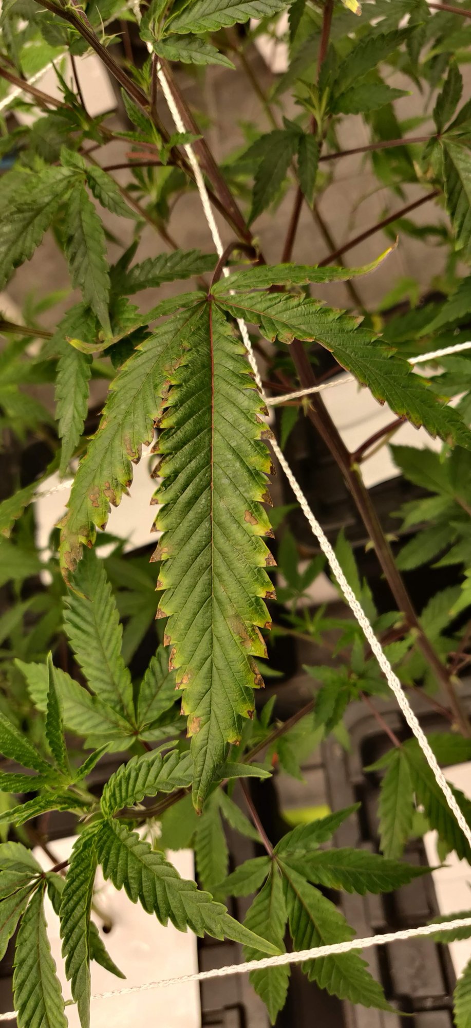 Help diagnose spots on leaves new grower 9