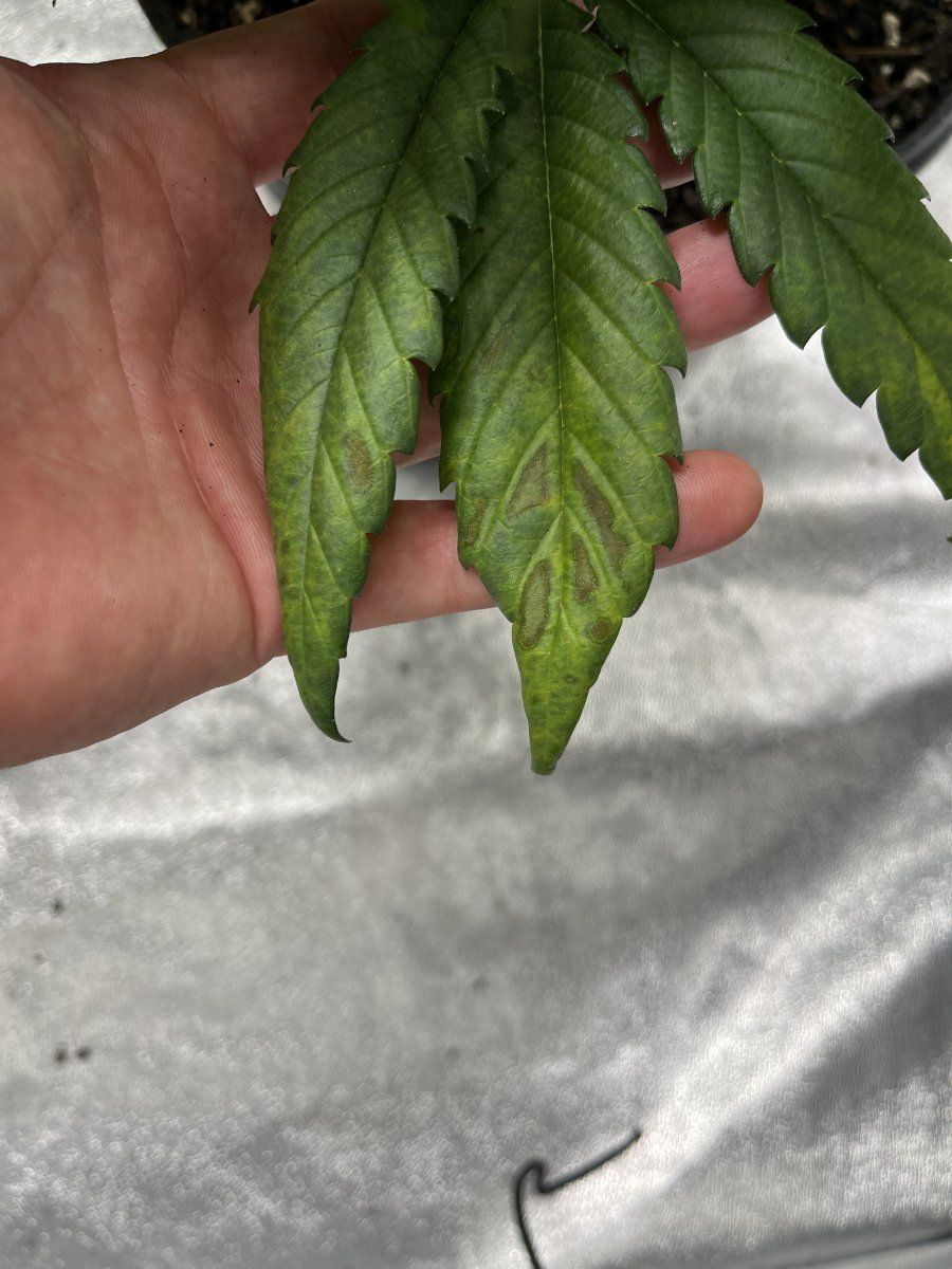 Help diagnose this deficiency win a pat on the back from yours truly 5
