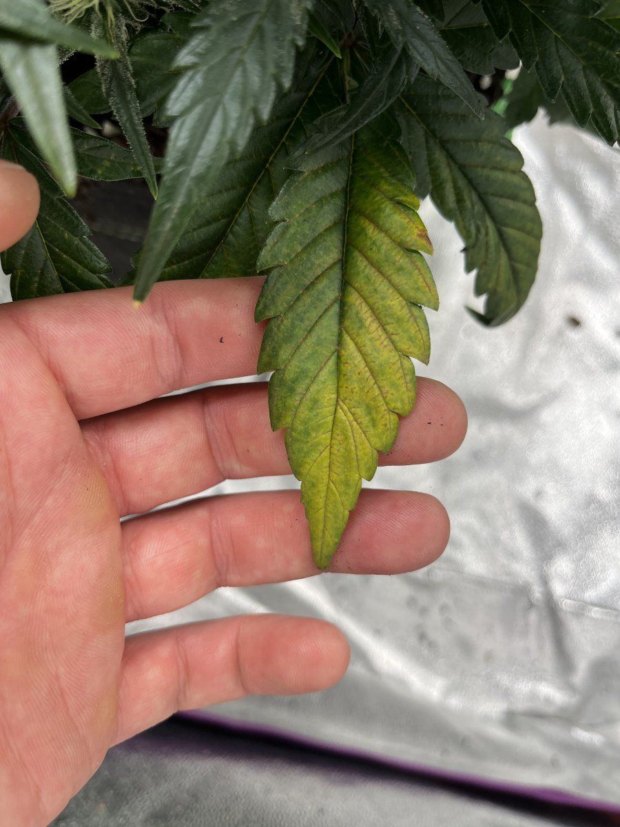 Help diagnose this deficiency win a pat on the back from yours truly