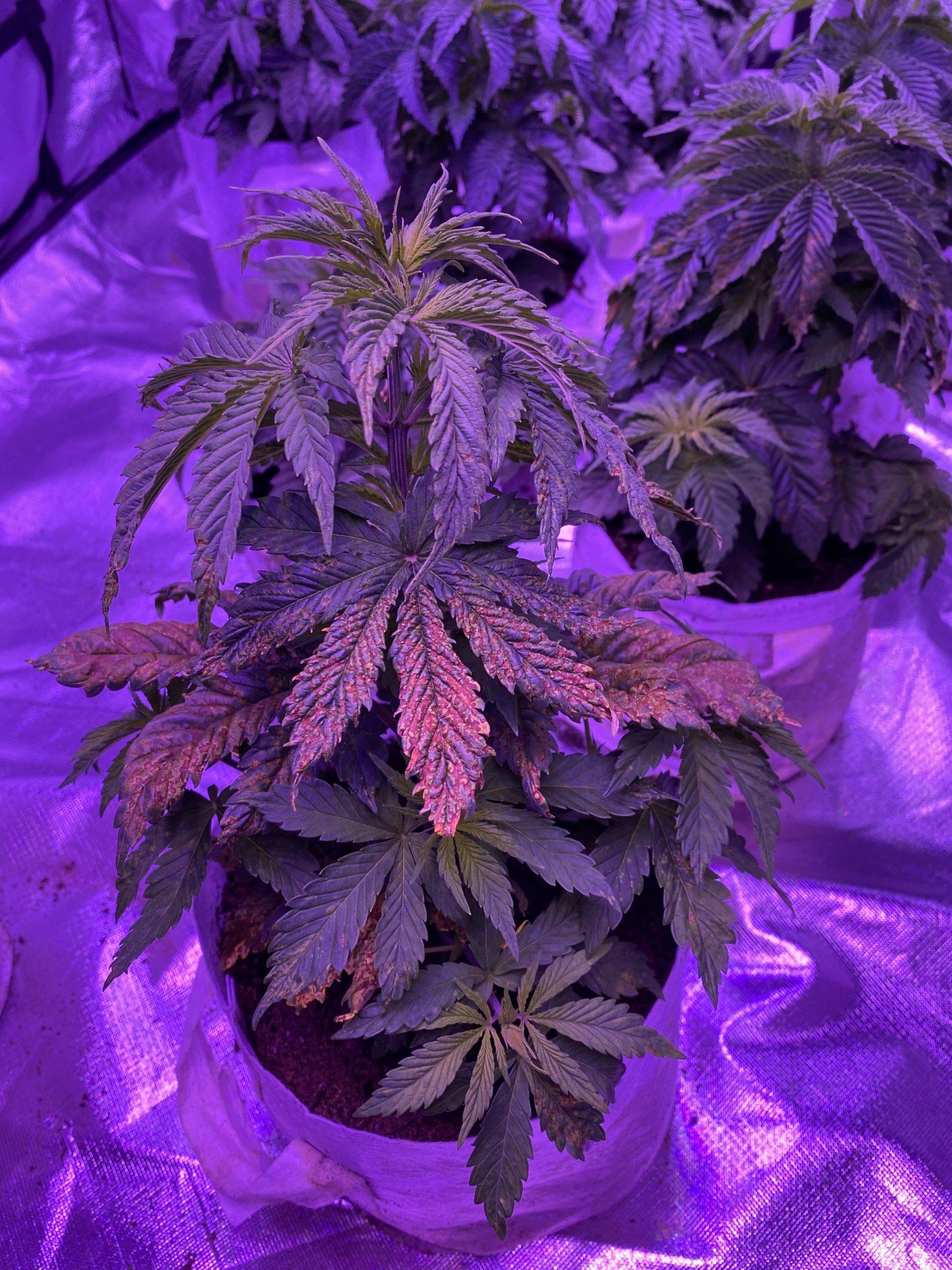 Help diagnose whats wrong with my girl