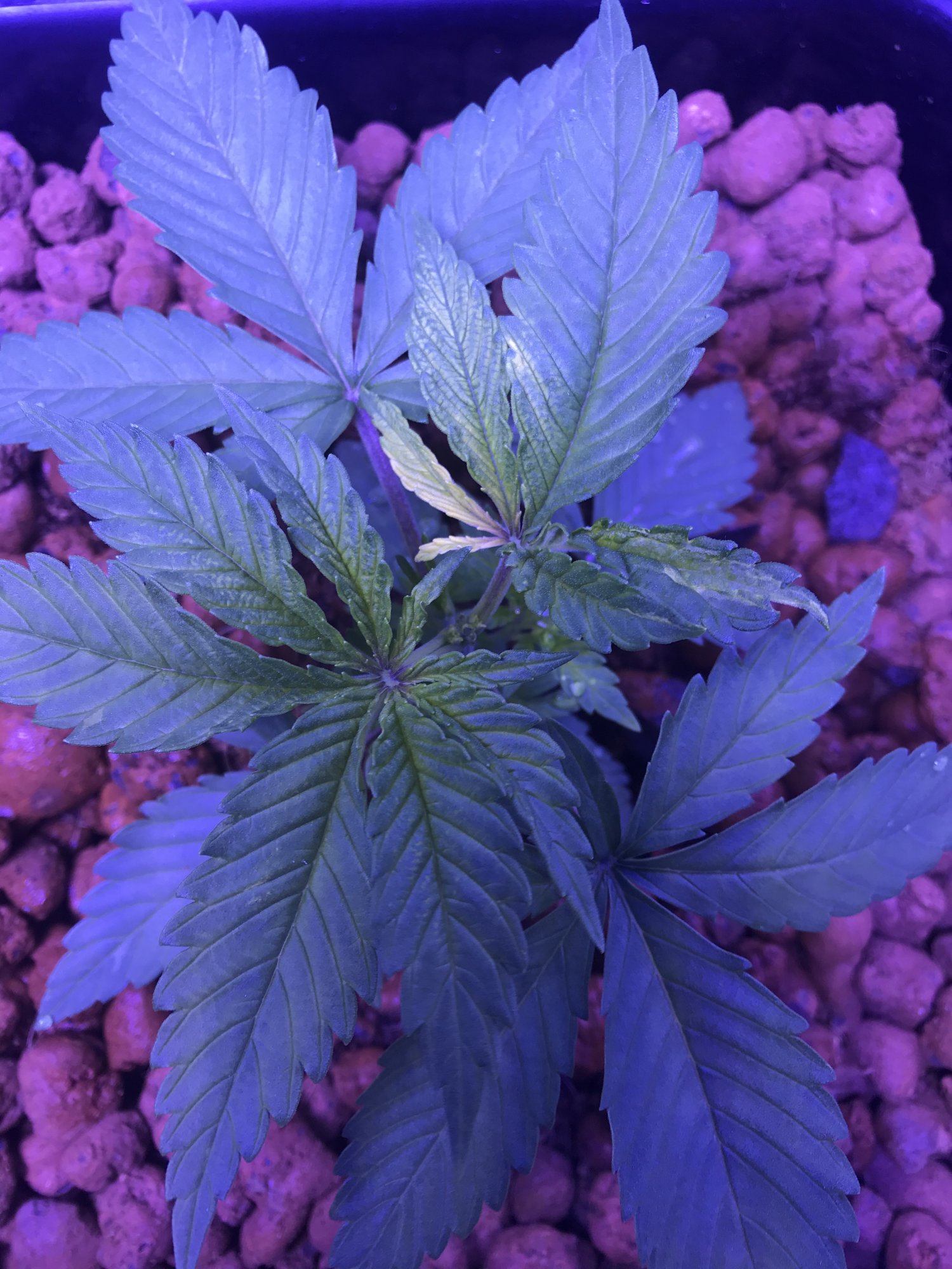 Help diagnosing and fixing nutrient problem