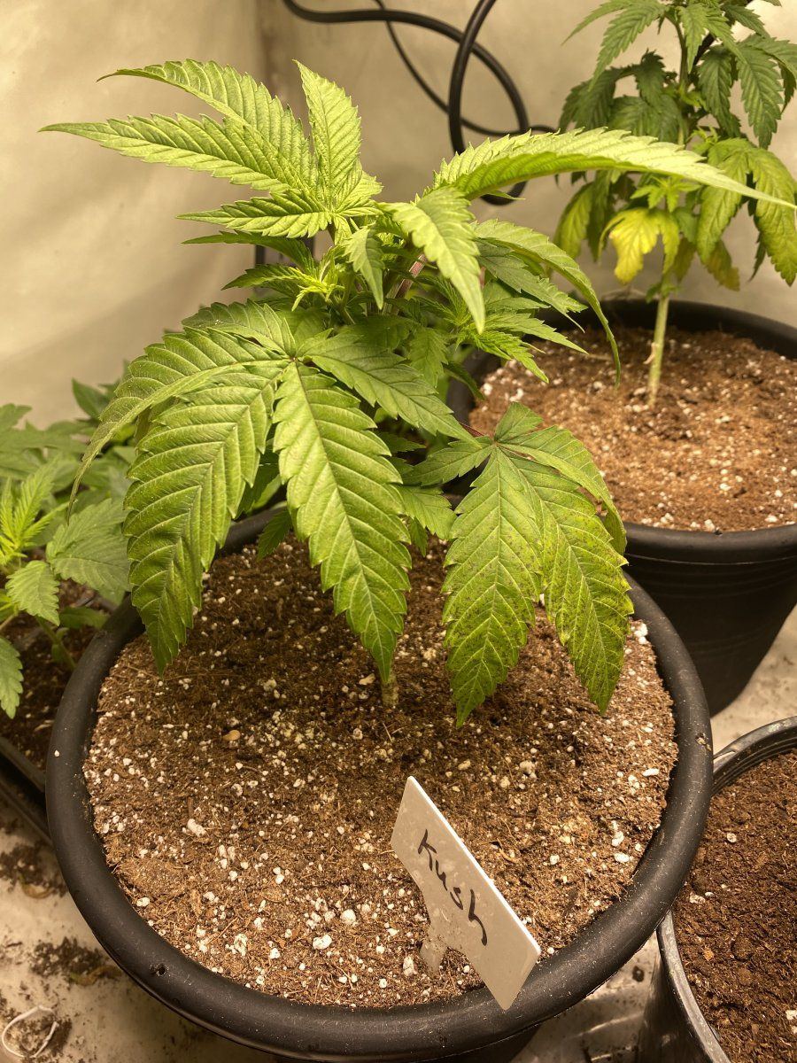 Help diagnosing brownpurple spots on lower leaves veg 3