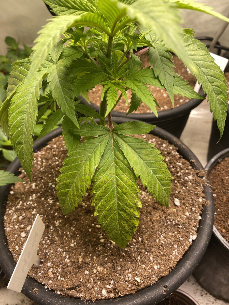 Help diagnosing brownpurple spots on lower leaves veg 4