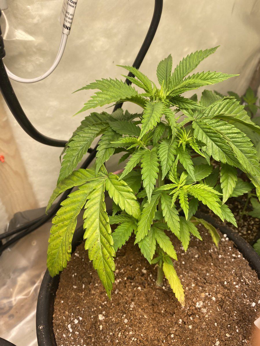 Help diagnosing brownpurple spots on lower leaves veg 5