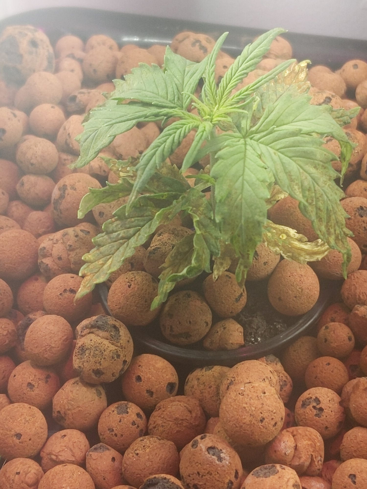 Help diagnosing growing jack herer auto from seed in a dwc 4