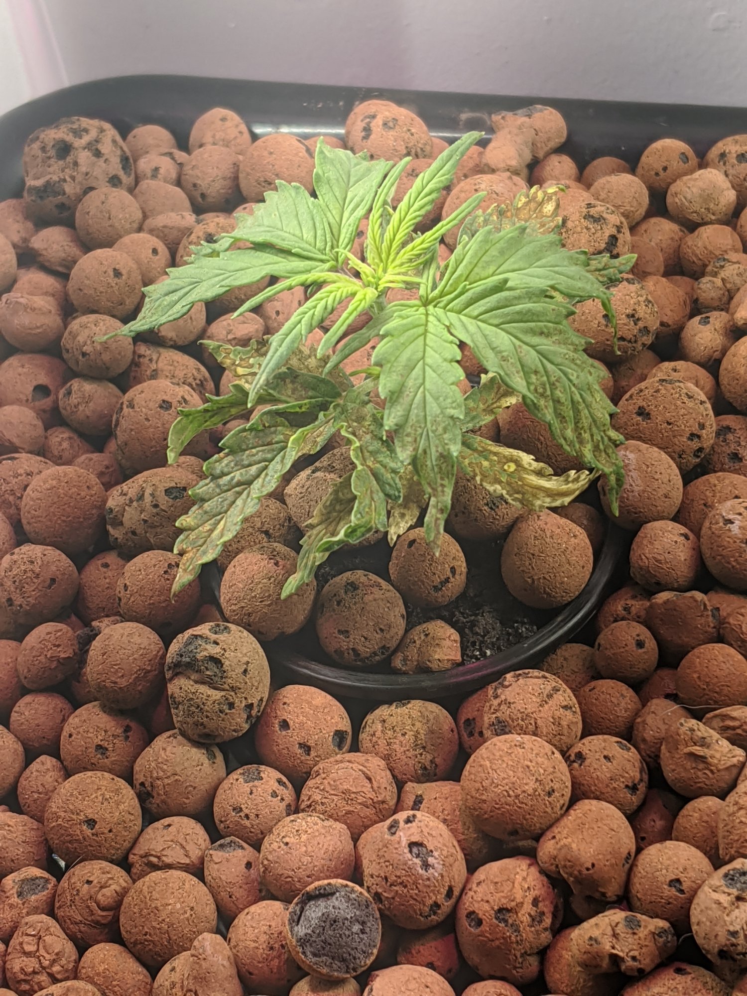 Help diagnosing growing jack herer auto from seed in a dwc