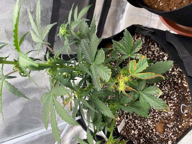 Help diagnosing new issue with auto lsd 2